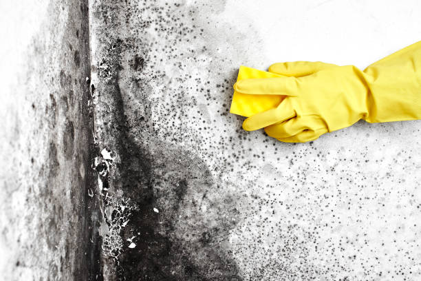 Best Emergency Mold Removal  in Altus, OK