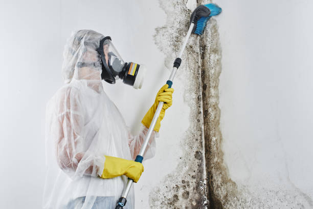 Best Black Mold Removal  in Altus, OK