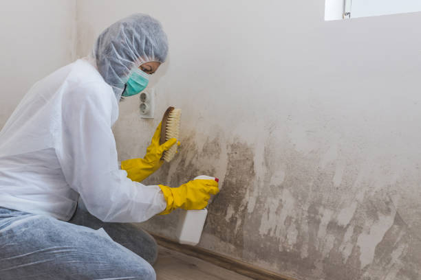 Trusted Altus, OK Mold Removal Experts