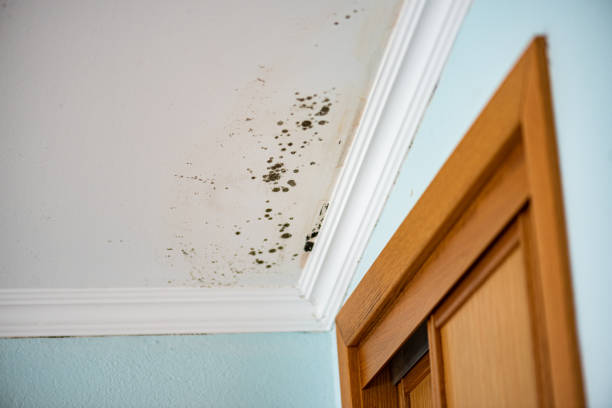 Home Mold Removal in Altus, OK