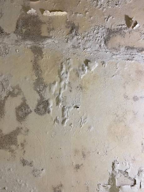 Best Toxic Mold Removal  in Altus, OK