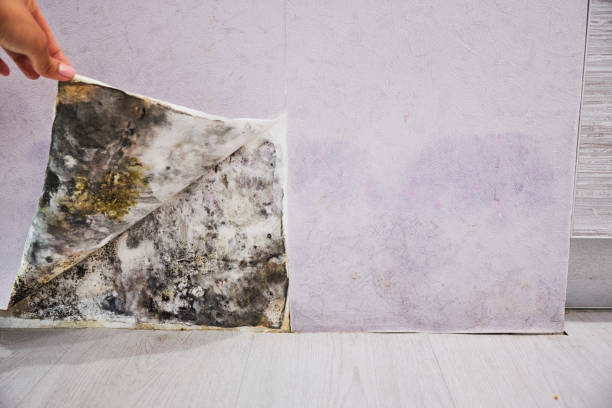 Best Best Mold Removal Companies  in Altus, OK